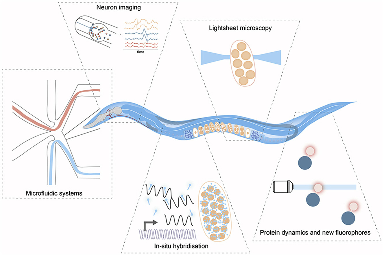 Graphical Abstract